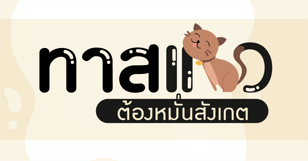 Cat slaves observe “Feline measles fever” – Thai MCOT news agency