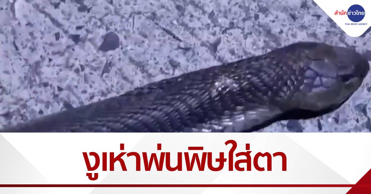 กู้ภัยจับงูเห่า ถูกพ่นพิษใส่ตา