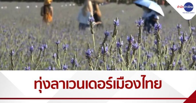 ทุ่งลาเวนเดอร์ ใหญ่สุดในเมืองไทย