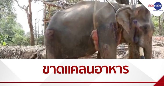 พิษโควิด ช้างขาดอาหาร ป่วยซูบผอม ทรุดยืนไม่ไหว