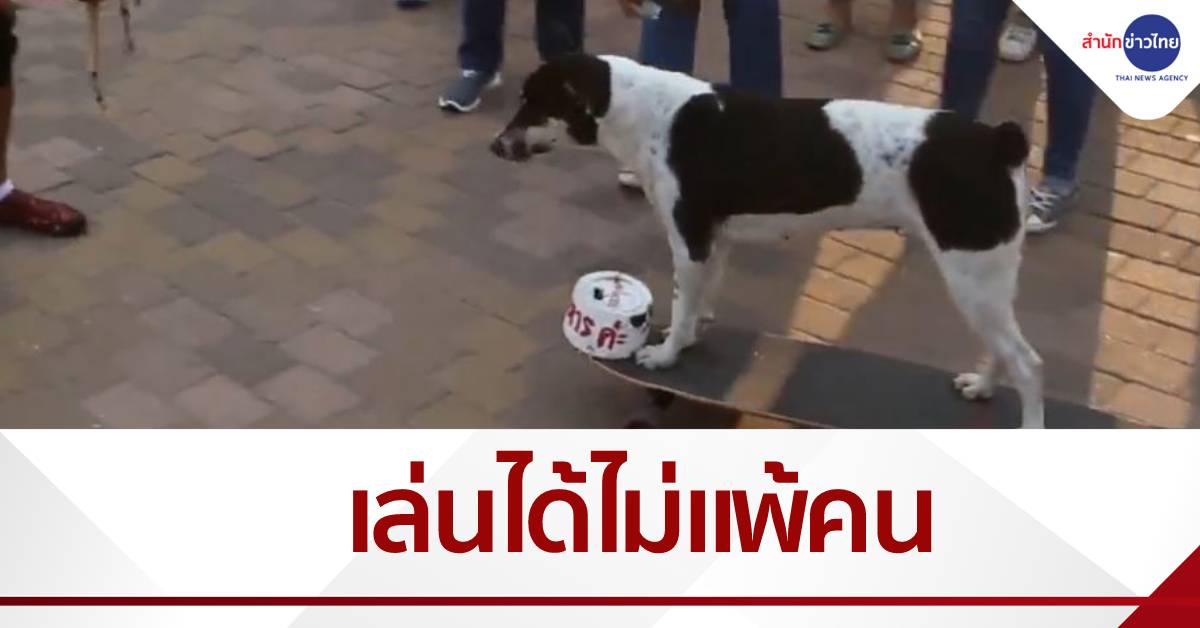 "โควิด" สุนัขแสนรู้ โชว์ลีลาเล่นสเก็ตบอร์ด