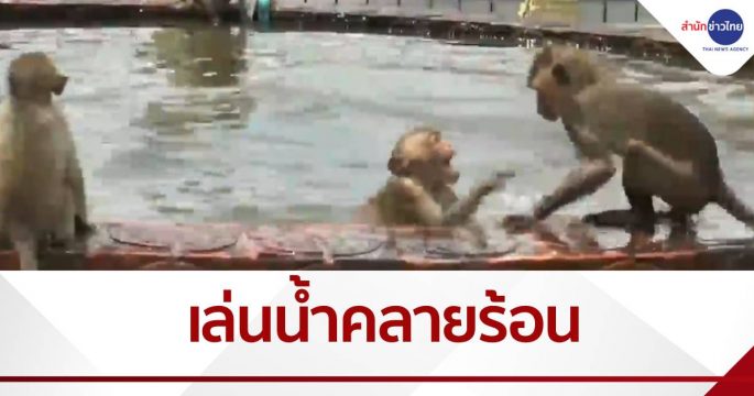 ลิงลพบุรีเล่นน้ำคลายร้อน