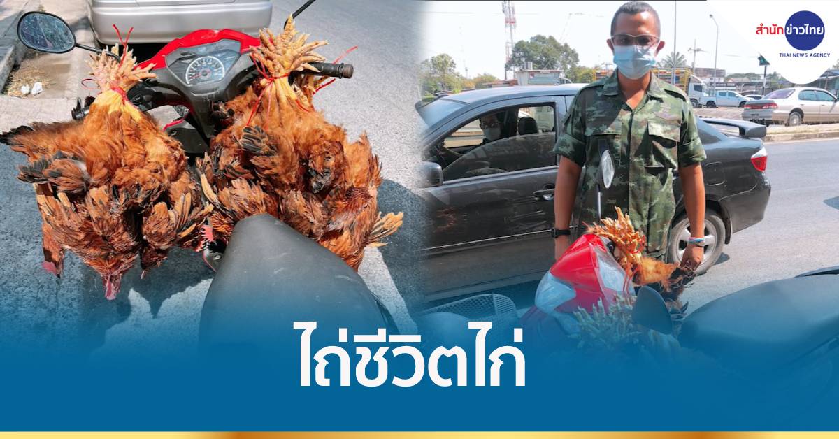 เสธ.ทหาร กับสาวใจบุญ ไถ่ชีวิตไก่กลางถนน