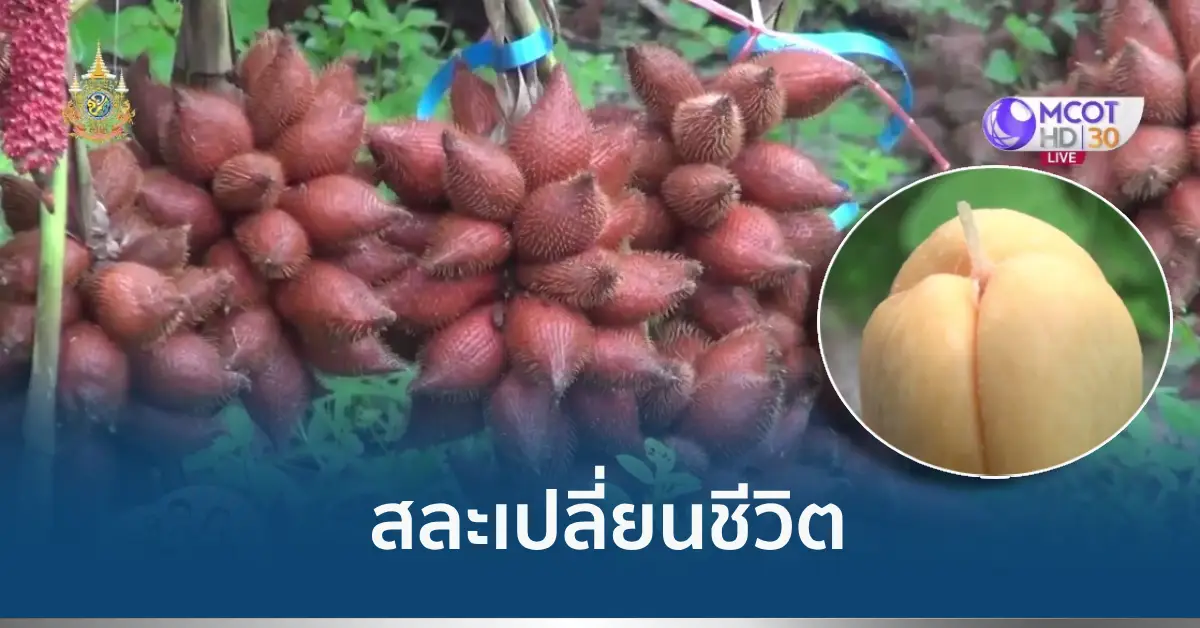 ปลูกสละสุมาลี