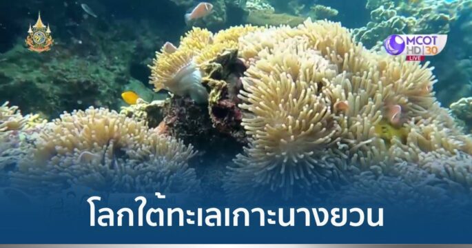 โลกใต้ทะเลเกาะนางยวน