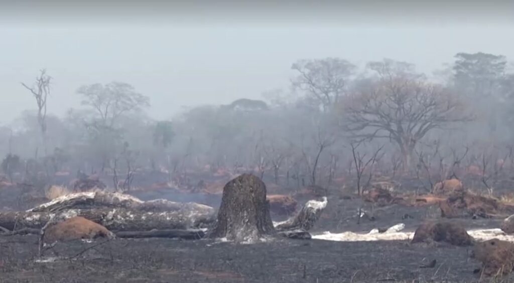 Charred trees after forest fire in Bolivia