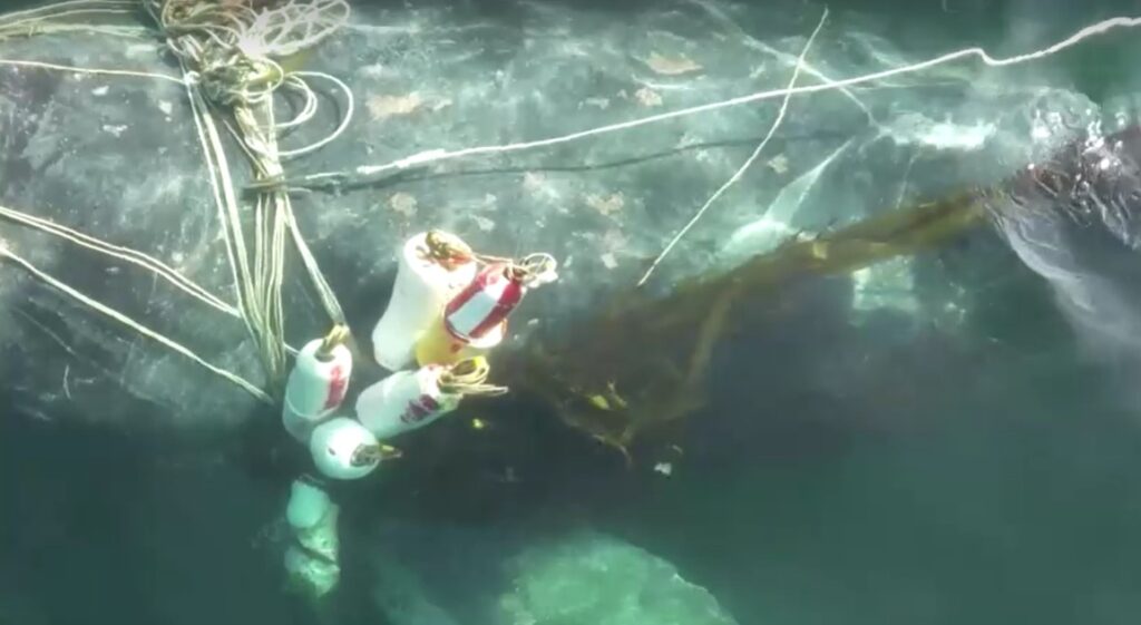 Severely entangled whale freed from fishing ropes in Canada 