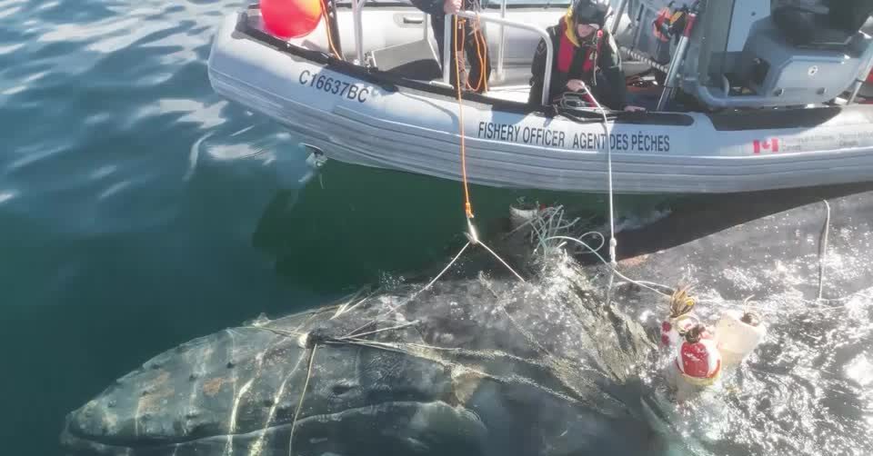 Severely entangled whale freed from fishing ropes in Canada