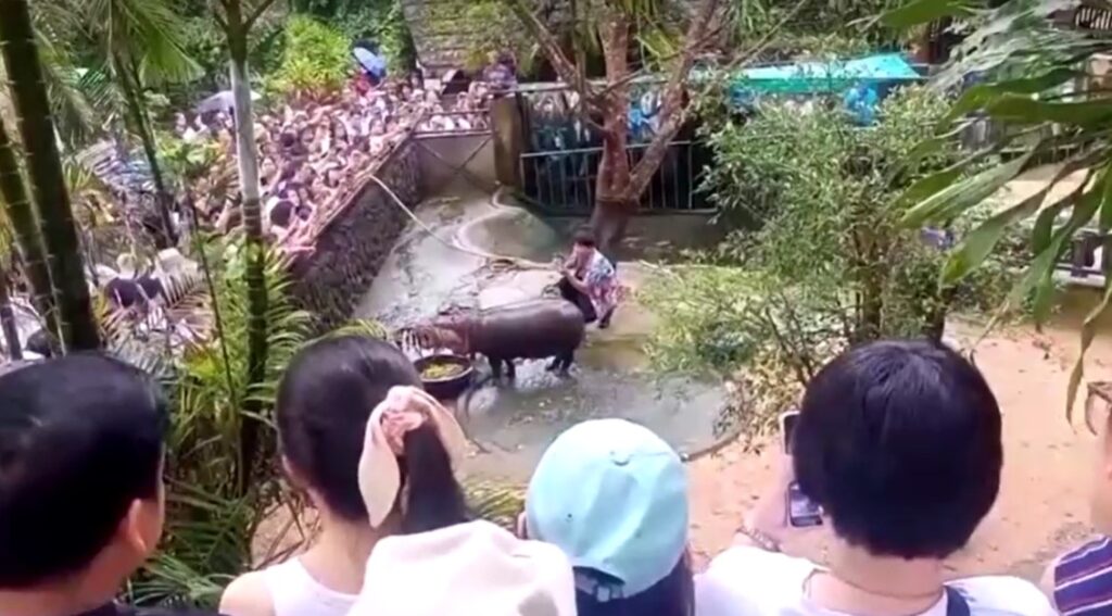 Baby pygmy hippo in Thailand drawing large crowds at zoo