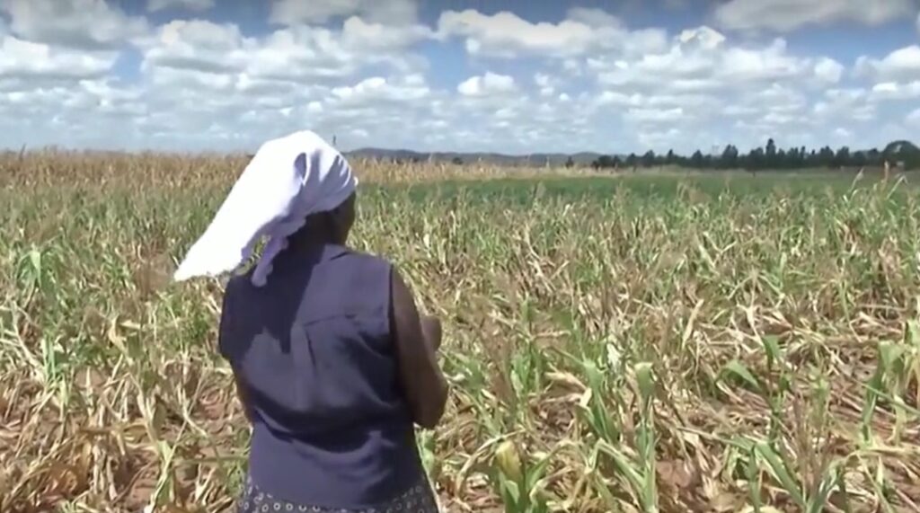 dry corn field in Zimbabwe