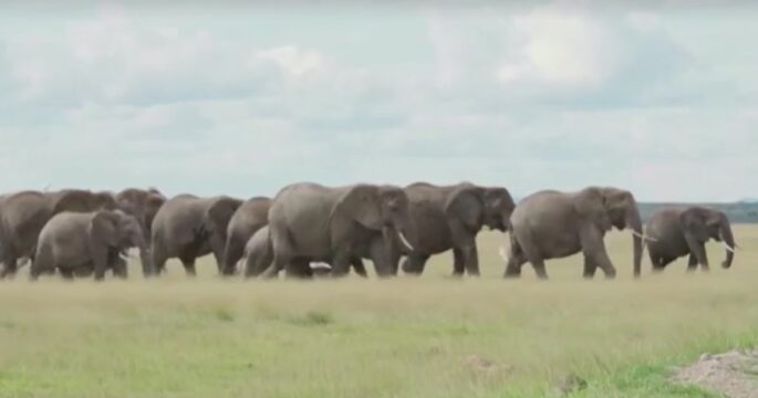 herd of elephants