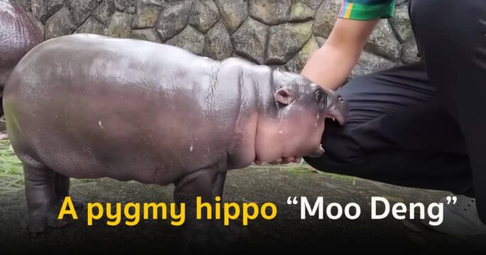 Moo Deng Pygmy Hippo