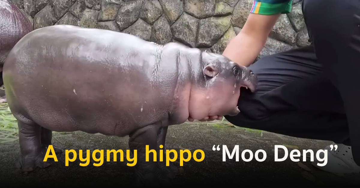 Moo Deng Pygmy Hippo