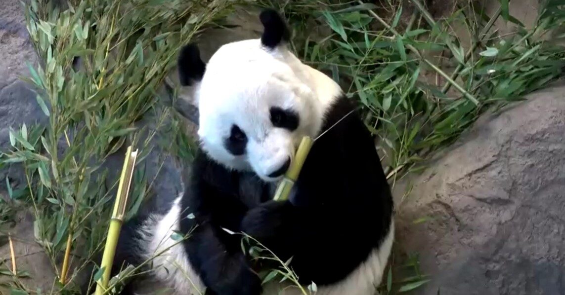 panda in Ahtari zoo in Finland