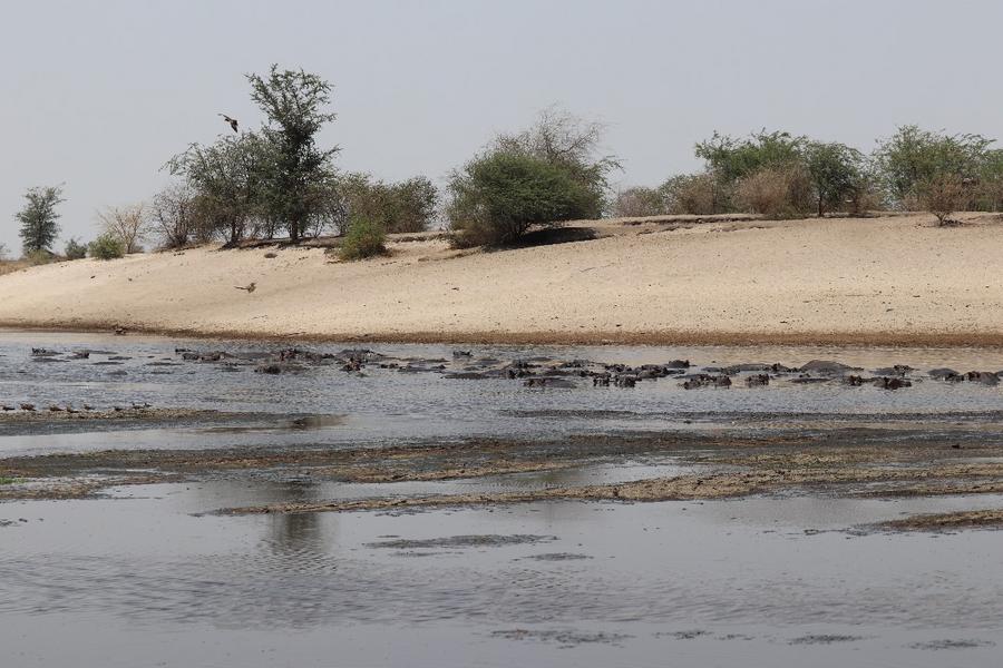 Hippos stuck in muddy puddle as drought affected Namibia