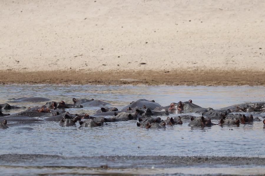 Hippos stuck in muddy puddle as drought affected Namibia