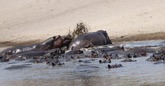 Hippos stuck in muddy puddle as drought affected Namibia