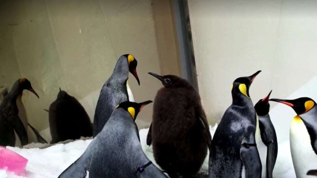 Pesto Melbourne's largest baby king penguin among penguins