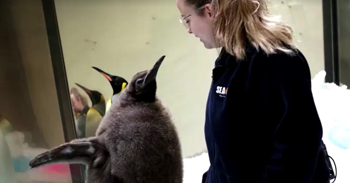 Pesto Melbourne's largest baby king penguin and keeper