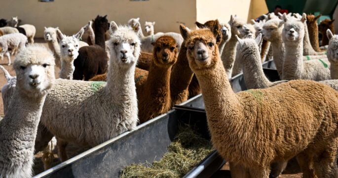 Alpacas