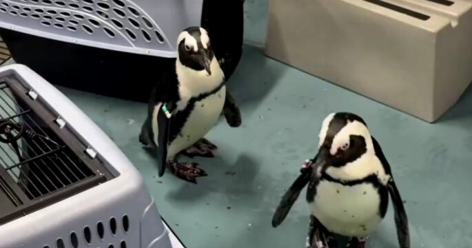 Florida aquarium penguins