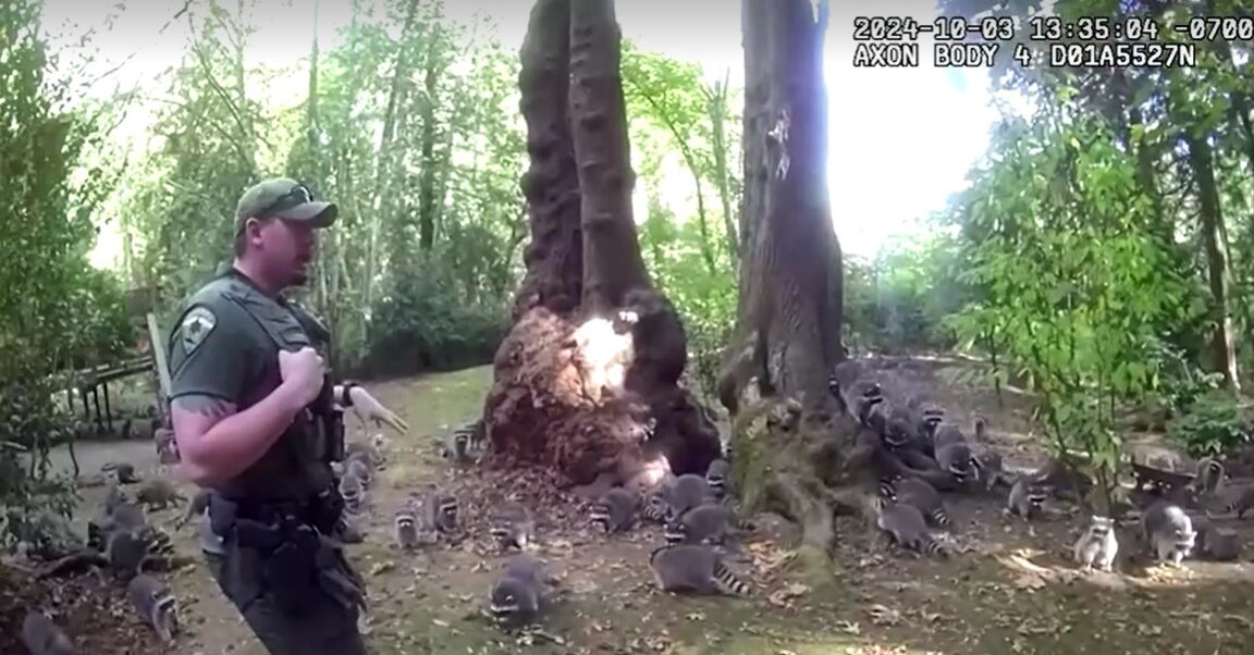 dozens of hungry raccoons swarming Washington home