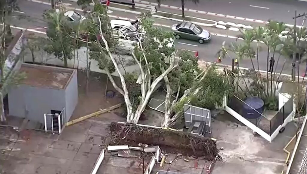 trees fell by storm in Sao Paulo