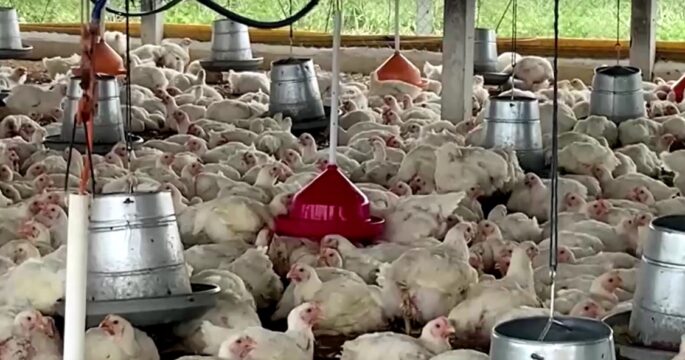 chicken farm in Bolivia