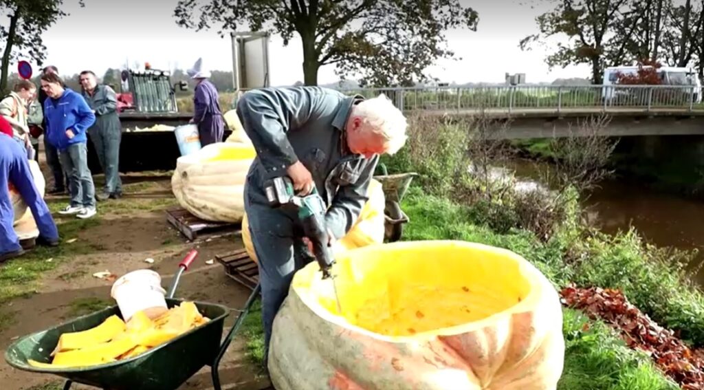 Belgium giant pumpkins