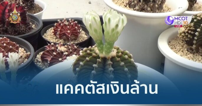 แคคตัสเงินล้าน