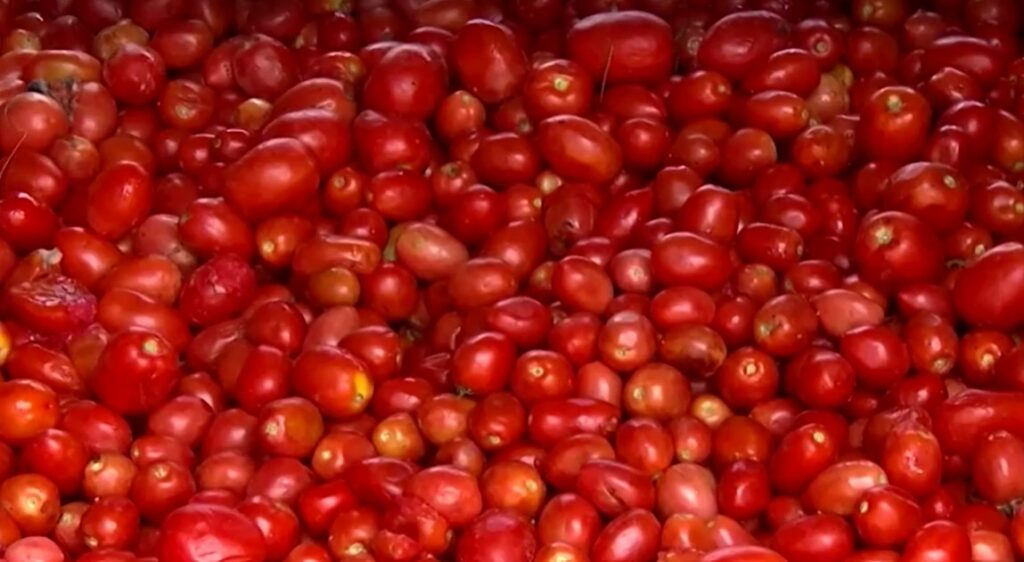 tomatoes rotten in Bolivia protest