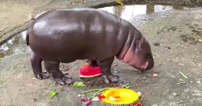 Thai hippo Moo Deng predicts victory for Donald Trump