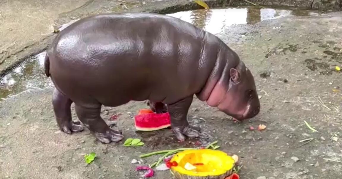 Thai hippo Moo Deng predicts victory for Donald Trump