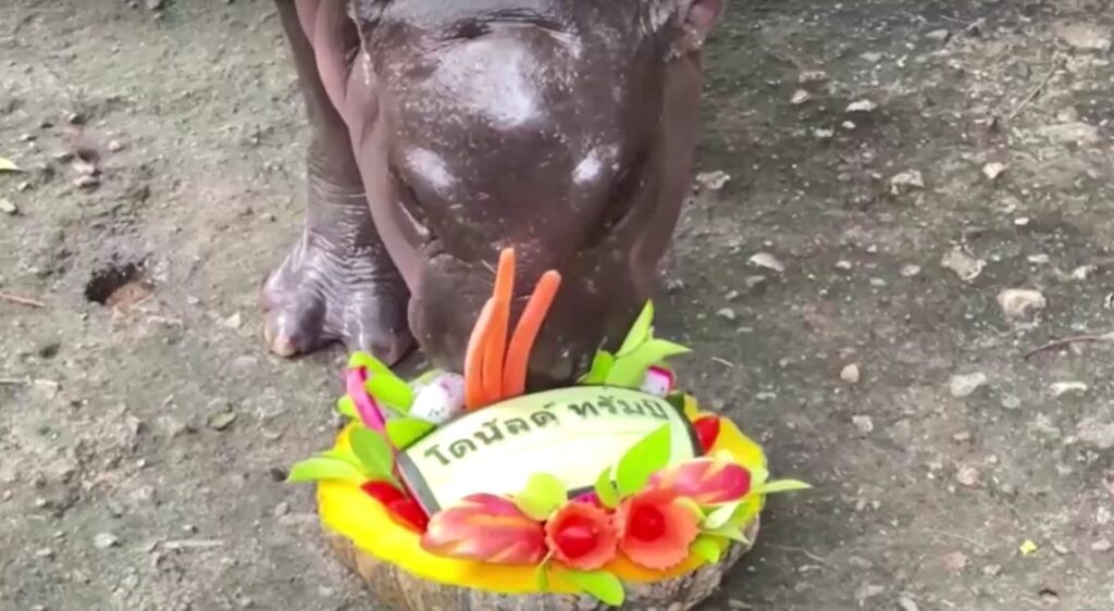 Thai hippo Moo Deng predicts victory for Donald Trump 