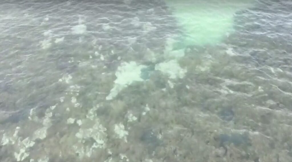 coral reef bleaching