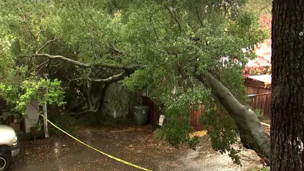 fallen tree from atmospheric river in Santa Rosa