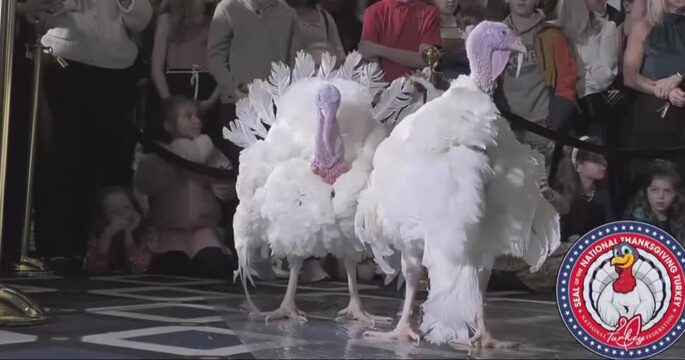 Majestic turkeys ready for Biden's last Thanksgiving pardon