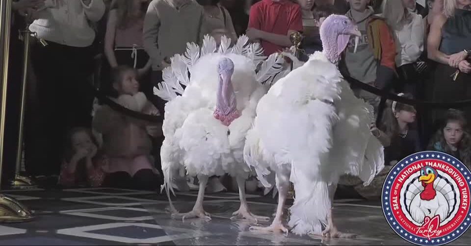 Majestic turkeys ready for Biden's last Thanksgiving pardon