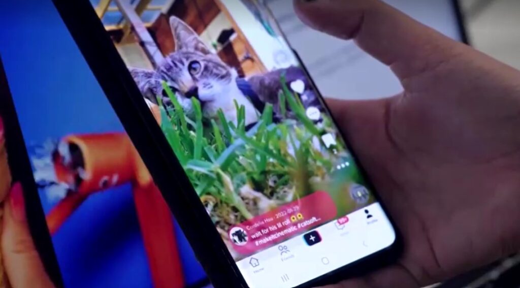 cat displayed on social media