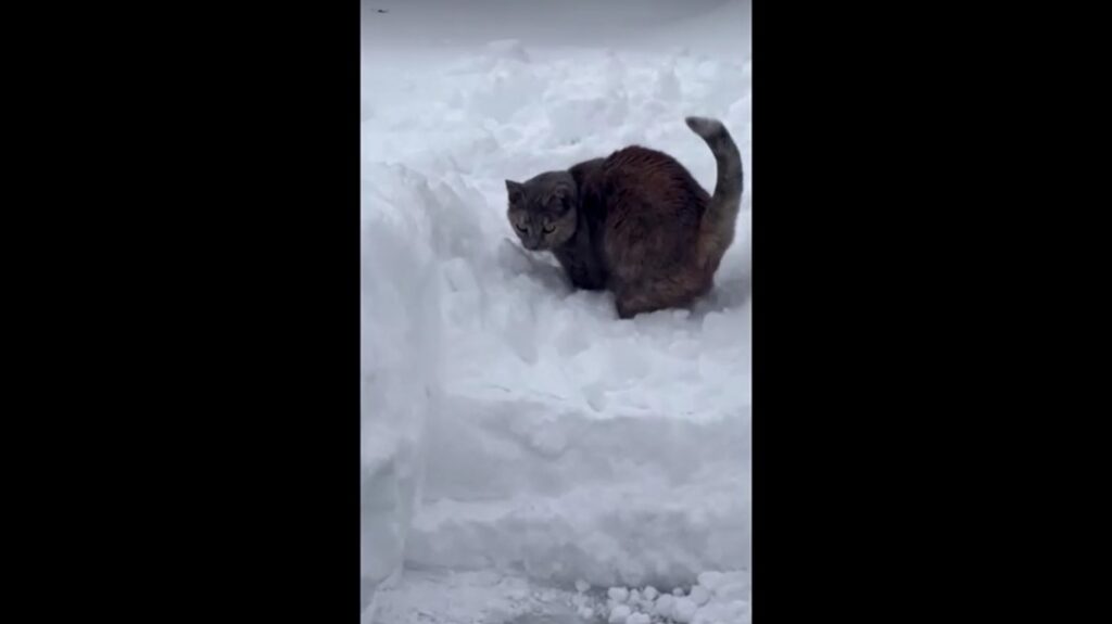 cat plays among heavy snowfall hits residential area in Pennsylvania 