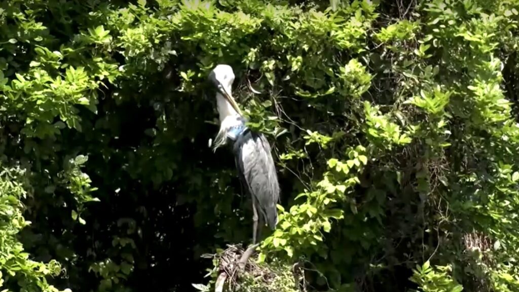 heron which had plastic cup attached to its throat 