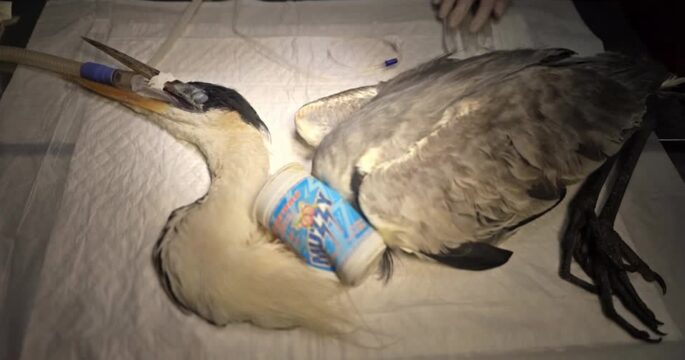 heron which had plastic cup attached to its throat