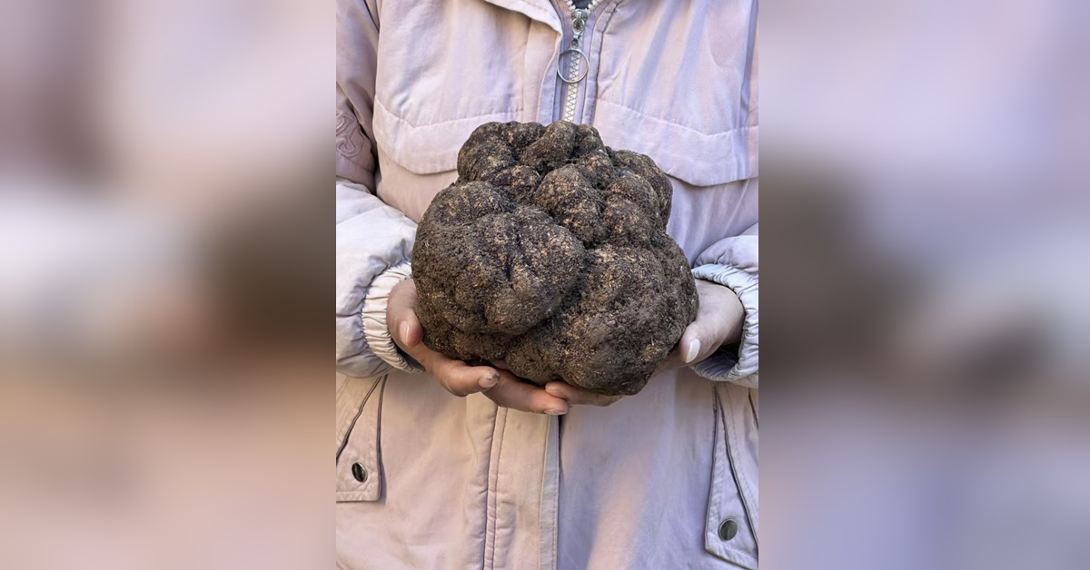 1.71 kg truffle found in Yunnan, China