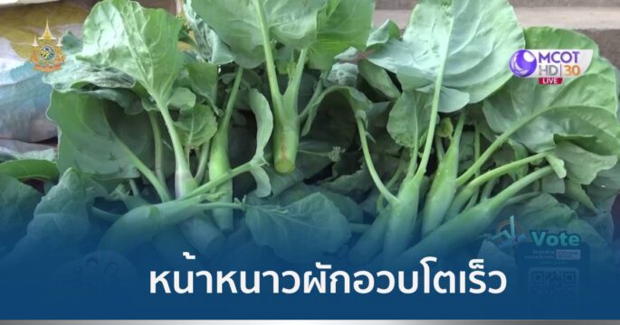 ผักขั้นบันได