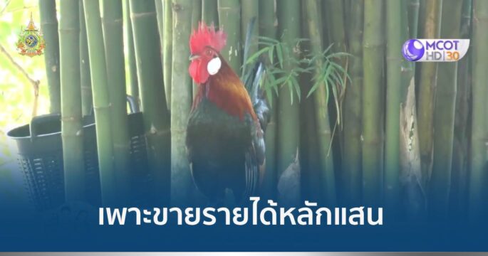 ไก่หูขาว