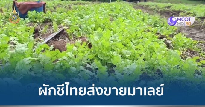 ปลูกผักชี