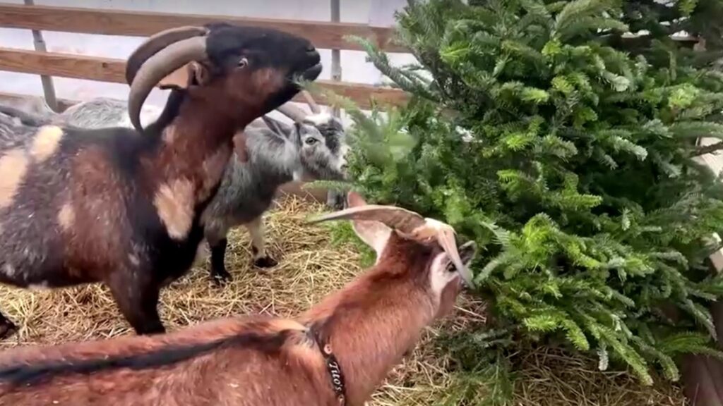 goats eating Christmas tree