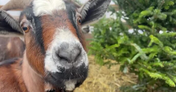 goat with Christmas tree