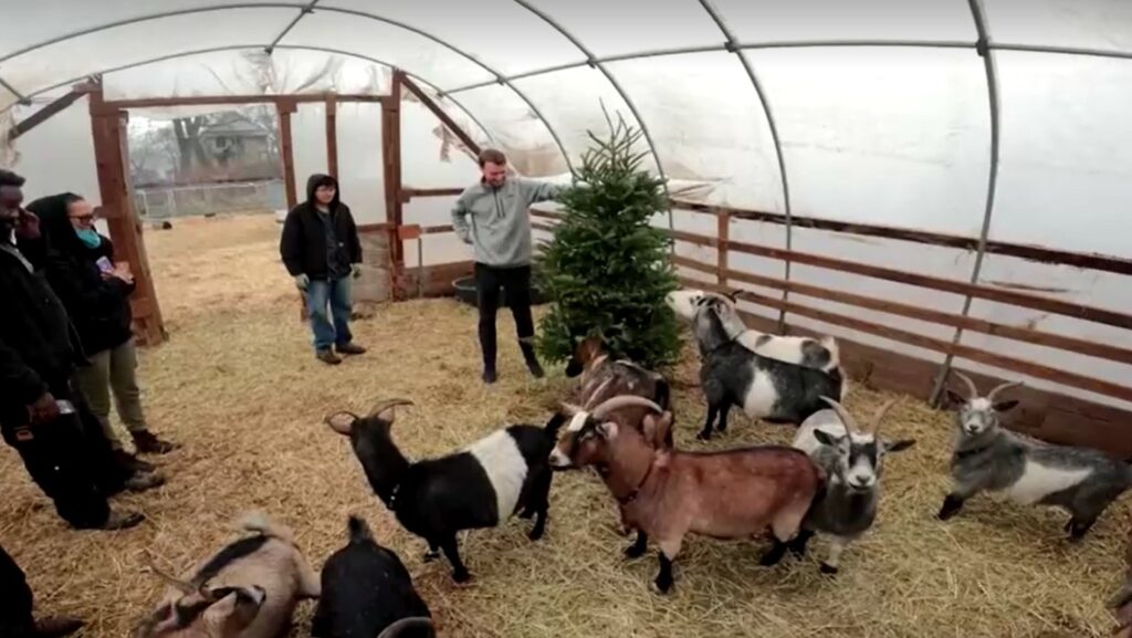 people and goats with Christmas tree