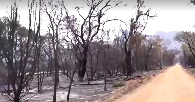 Out-of-control Australian national park bushfire destroys trees into black